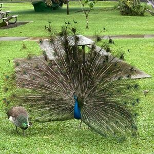 Meet your Posher, Studio Cecille